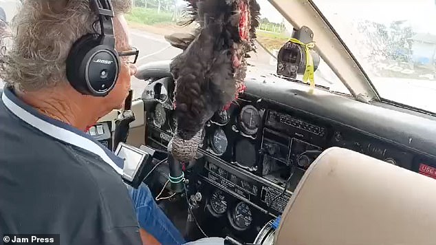 Las imágenes tomadas en pleno vuelo en el avión mostraron el cadáver del pájaro muerto, cubierto de sangre y plumas erizadas, colgando de sus patas desde la parte superior del parabrisas.