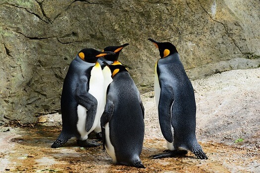 Market volatility rocks Pudgy Penguins’ $1.5B PENGU airdrop on Solana