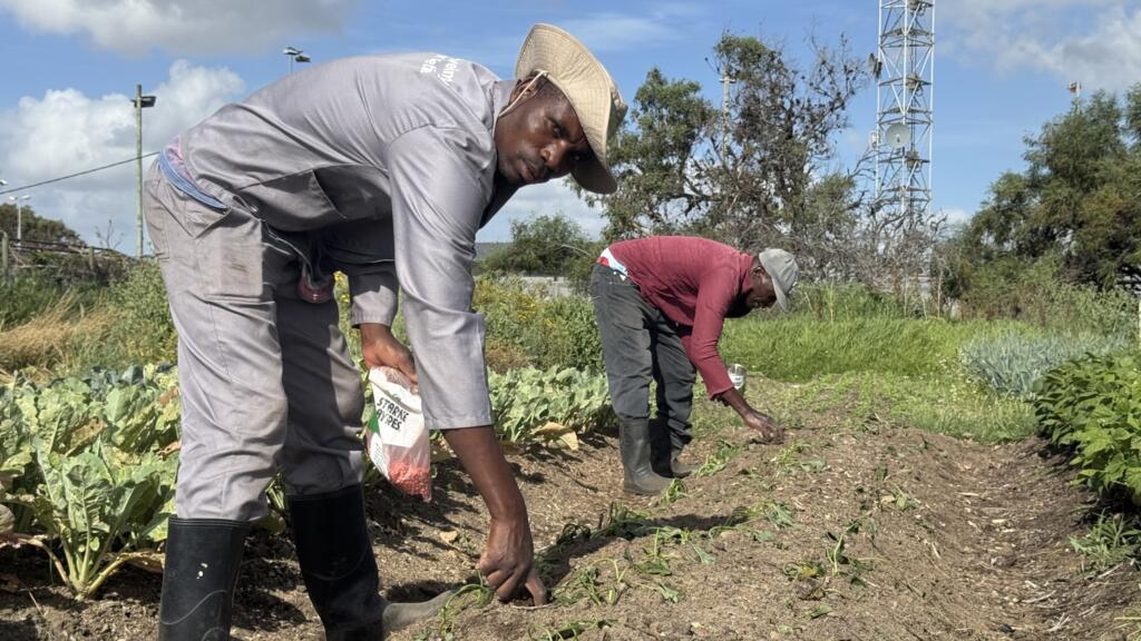 Los agricultores de Cape Flats luchan para preservar un granero sudafricano observado por los desarrolladores
