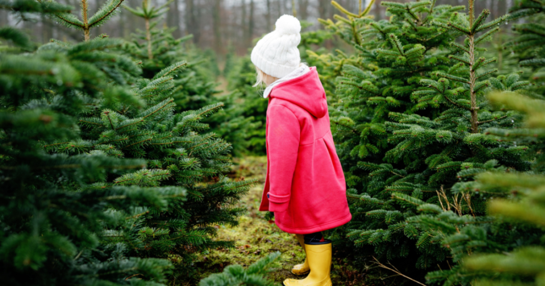 Los árboles de Navidad serán más caros en Alemania en 2024
