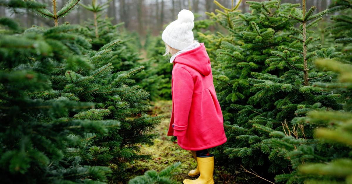 Los árboles de Navidad serán más caros en Alemania en 2024
