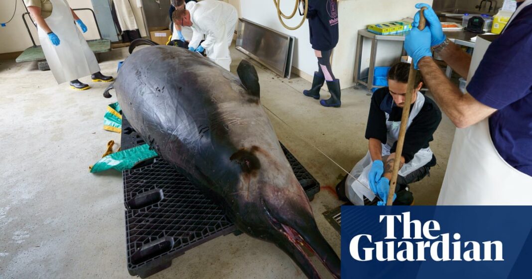 Los científicos diseccionan la 'ballena más rara del mundo' en busca de pistas sobre especies poco conocidas
