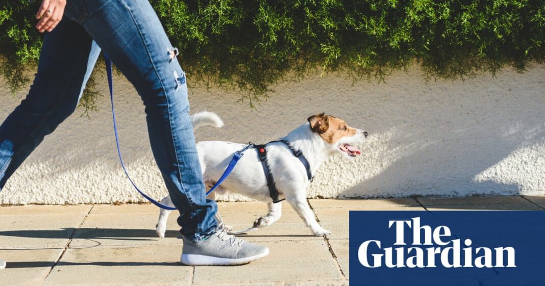 Los científicos exploran medicamentos para la longevidad de los perros que también podrían 