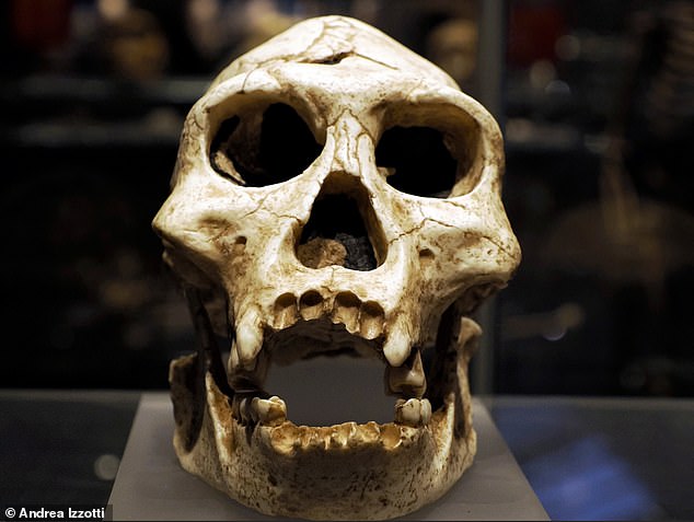 Las variantes genéticas que determinan la forma de los dientes incluyen un gen heredado de los neandertales, informan los científicos (foto de archivo del cráneo de un neandertal)