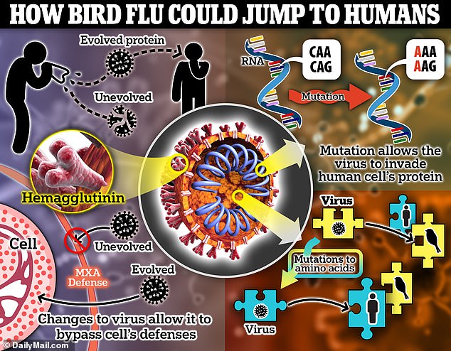 El virus de la gripe aviar normalmente no infecta a las personas, pero ha habido algunos casos humanos raros, algunos de ellos mortales. A los científicos les preocupa que la gripe aviar pase de un ser humano a otro, lo que aumenta considerablemente las posibilidades de que se produzca una pandemia.