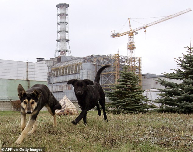 Los investigadores descubrieron que dos pequeñas poblaciones de perros que viven en la zona de exclusión de Chernobyl son genéticamente distintas de los de los alrededores.