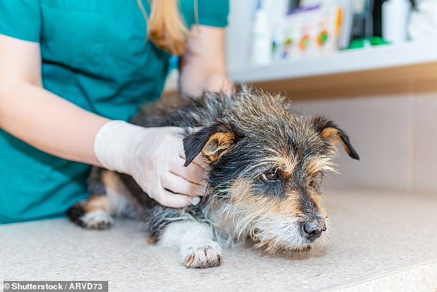 Para muchos dueños de cachorros, la idea de que su perro envejezca es suficiente para hacerles llorar. Pero un nuevo estudio sugiere que algunas razas envejecen mucho más rápido que otras (imagen de archivo)