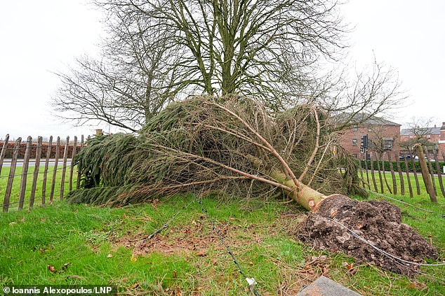 Un árbol caído en Worcester, a 15 millas de Kidderminster, durante la tormenta Darragh el sábado.