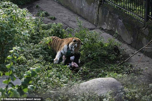 Una cuidadora de un zoológico en Rusia tiene suerte de estar viva después de ser gravemente mutilada por un tigre macho mientras le comía comida. Parte de la jaula del animal quedó abierta accidentalmente, lo que le permitió atacar