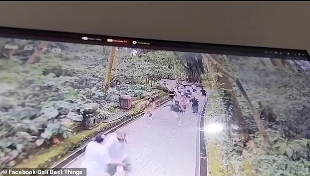 CCTV mostró a turistas aterrorizados en el santuario del Bosque de los Monos en Ubud corriendo para salvar sus vidas después de que un gran árbol se derrumbara.