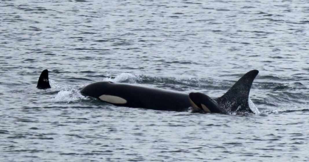 Orca cargó con su cría muerta durante 17 días. Ella ahora tiene un nuevo bebé.
