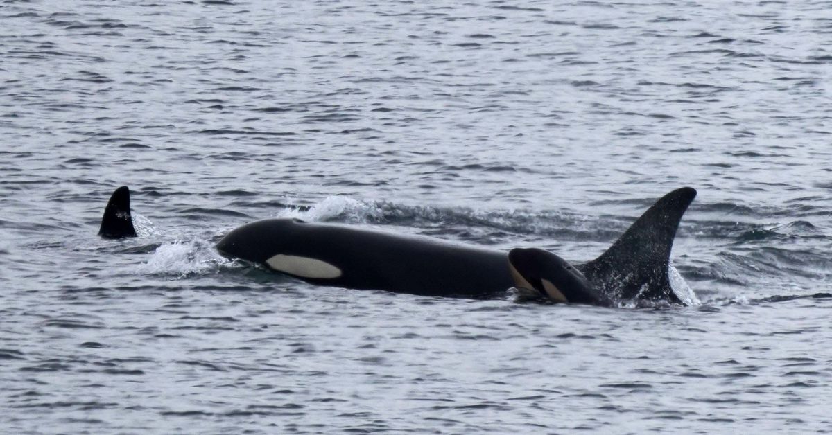 Orca cargó con su cría muerta durante 17 días. Ella ahora tiene un nuevo bebé.
