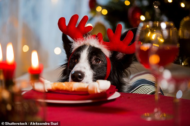 Cualquiera que tenga una mascota sabrá lo tentador que es darles bocados de comida, especialmente durante el período festivo (imagen de archivo)