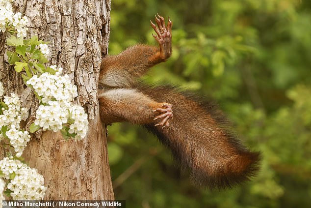 Una divertida foto de una ardilla atrapada en un árbol se ha llevado el primer premio en los Nikon's Comedy Wildlife Awards 2024