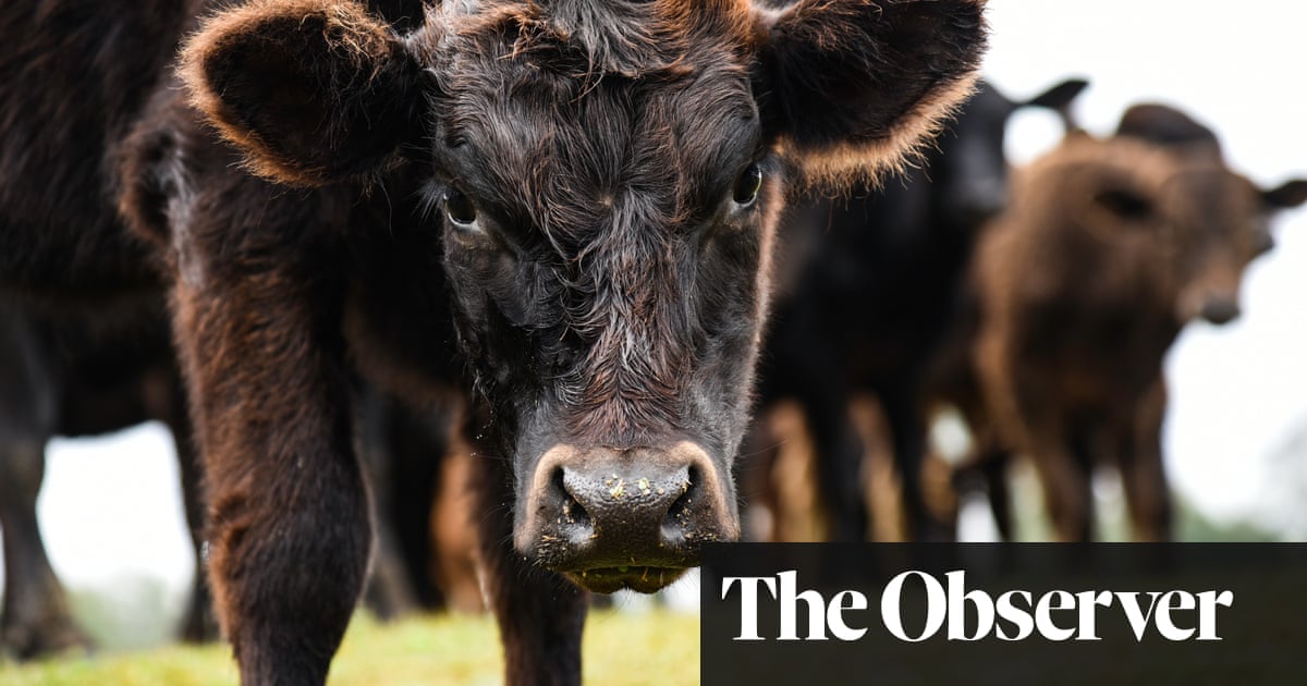 Tiendas agrícolas agotadas, entregas de contrabando y advertencias de seguridad: crece la batalla en Estados Unidos por la leche cruda
