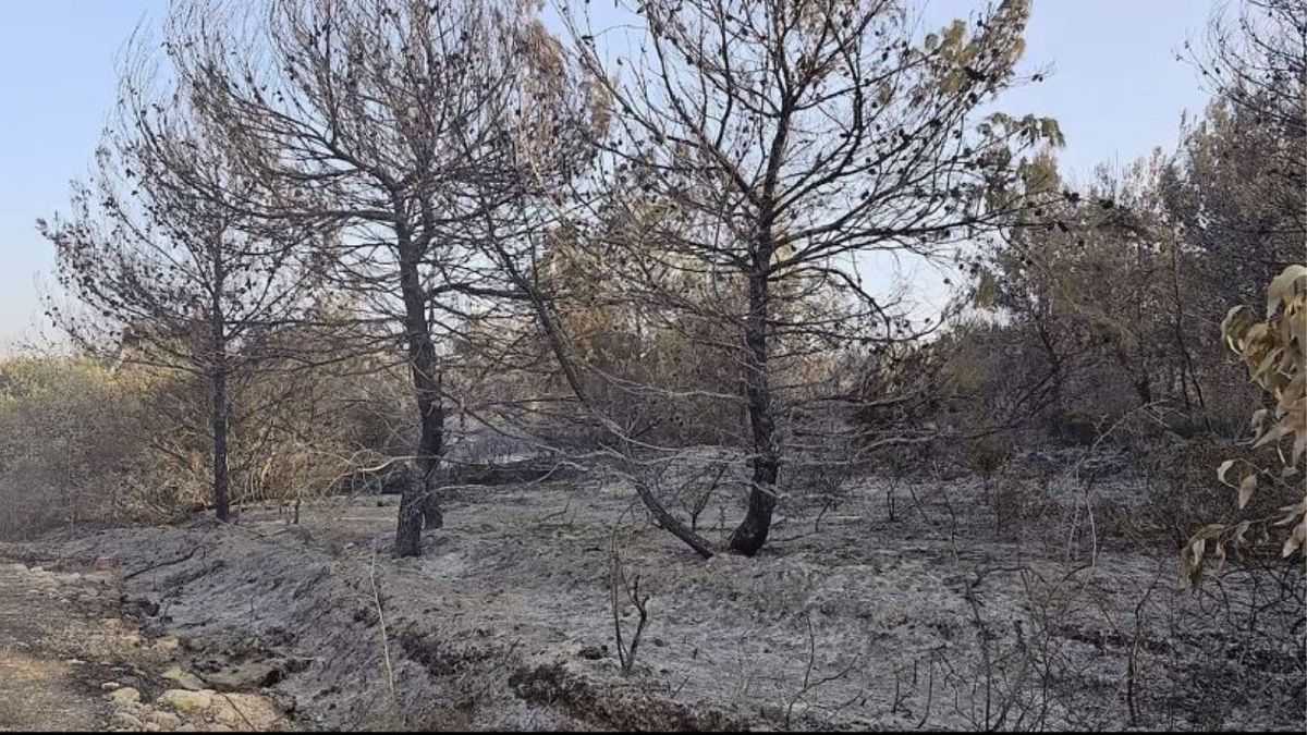 Tras el alto el fuego, los expertos calculan el coste ecológico de la guerra en el Líbano
