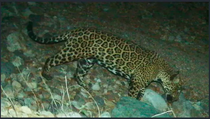 Tren Maya clasifica a jaguares y venados como “Fauna Nociva” y paga a empresa para que mate a estas especies en peligro de extinción
