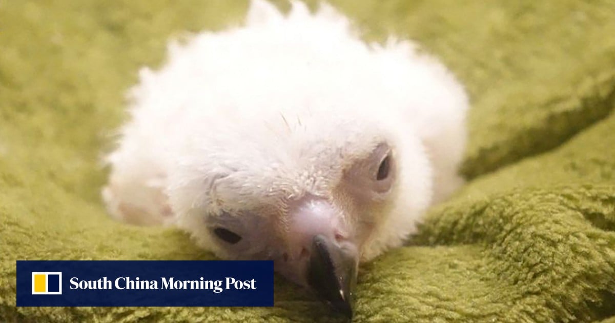 Una cría de águila filipina muere en un revés para la conservación
