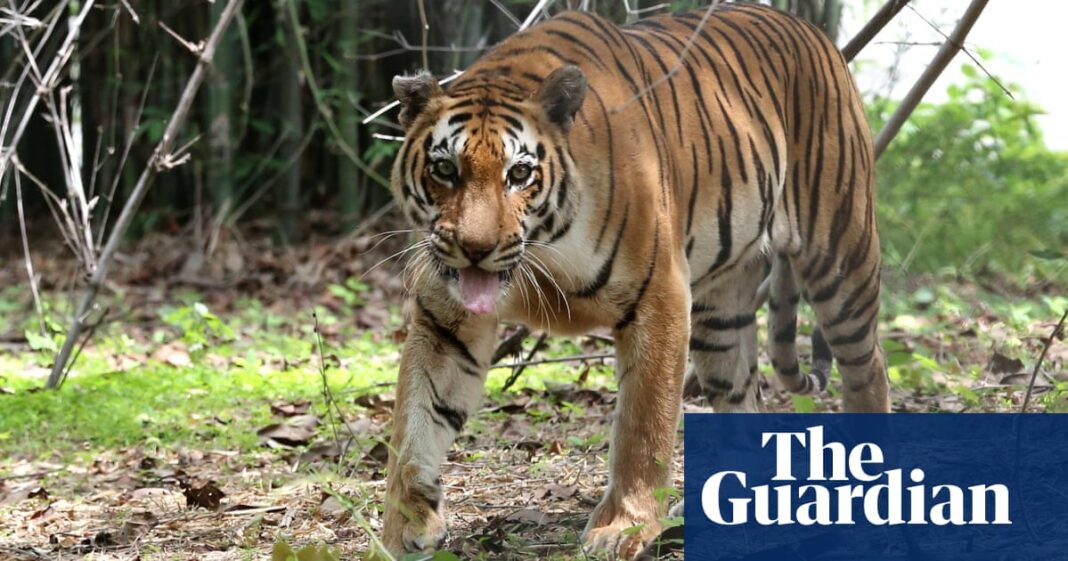 Veinte grandes felinos mueren de gripe aviar en un santuario del estado de Washington
