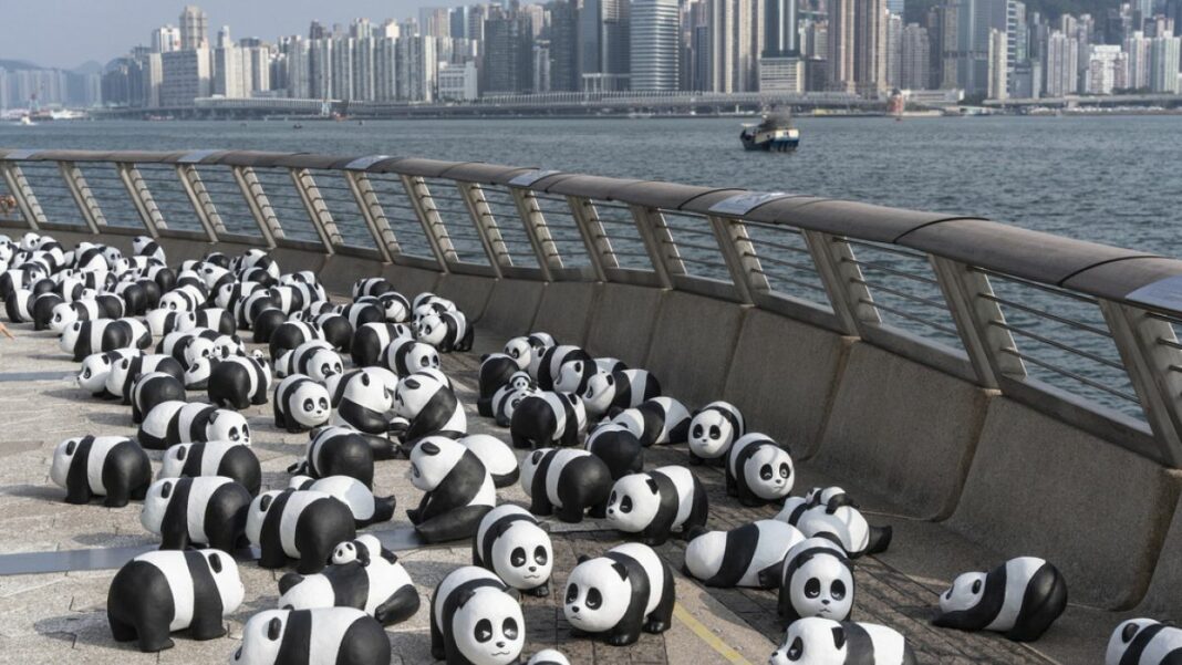 Video. Los pandas se apoderan de Hong Kong
