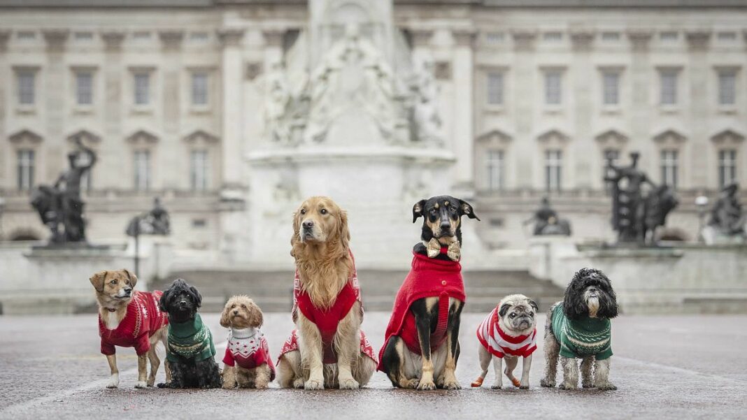 Video. Santa Paws llega a la ciudad: el desfile de saltadores navideños de perros deleita a Londres
