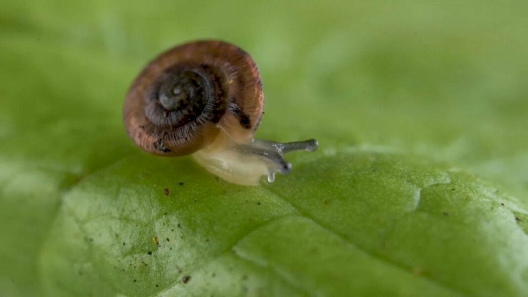 Zoológico del Reino Unido cría y libera caracoles en peligro de extinción en una isla del Atlántico
