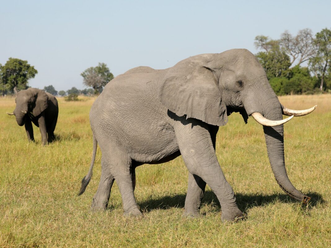 ¿Las algas tóxicas mataron a cientos de elefantes en Botswana?
