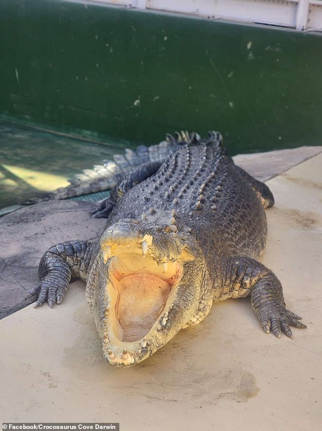 Crocosaurus Cove, la instalación donde el reptil vivía en cautiverio desde 2008, anunció el lunes la muerte de Burt.