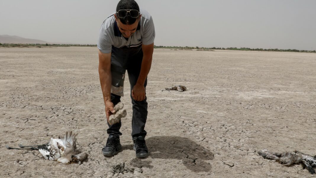 Argelia registra las temperaturas más altas en 2024 mientras el calentamiento global supera los 1,5 °C
