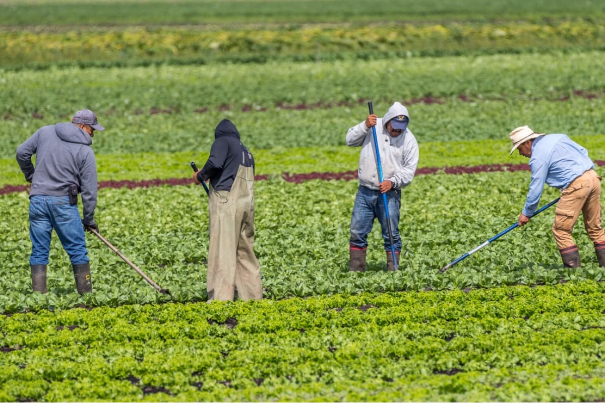 Canadá anuncia un límite a las solicitudes de la vía piloto agroalimentaria hacia la residencia permanente
