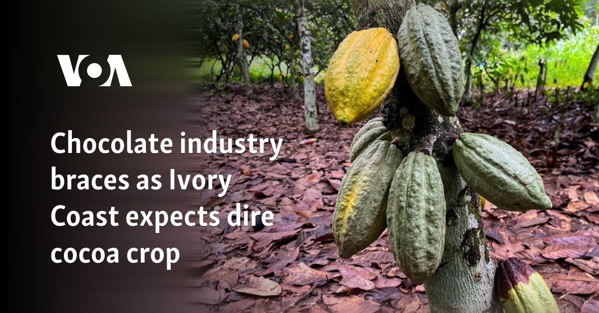 Chocolate Industry apartamentos, ya que Ivory Coast espera una cosecha de cacao grave
