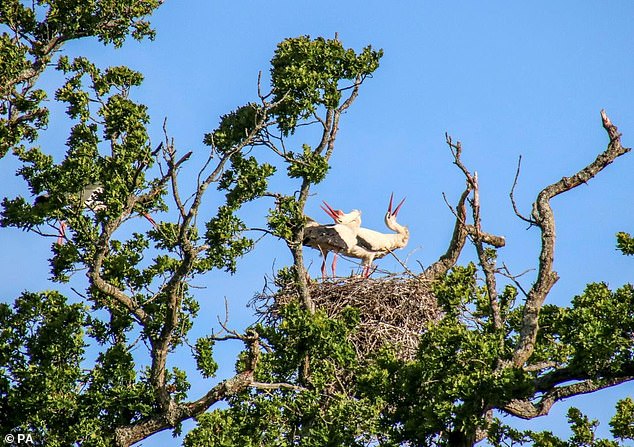 El White Stork Project, que tiene su sede en Knepp Estate en West Sussex, cuenta con 25 cigüeñas autóctonas que han elegido pasar el invierno en el Reino Unido.