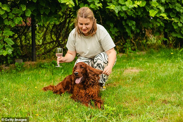 Se ha reclutado a un par de Springer Spaniels para cazar insectos que destruyen los viñedos en California. En la foto: Mujer con perro probando vino rosado en un viñedo.