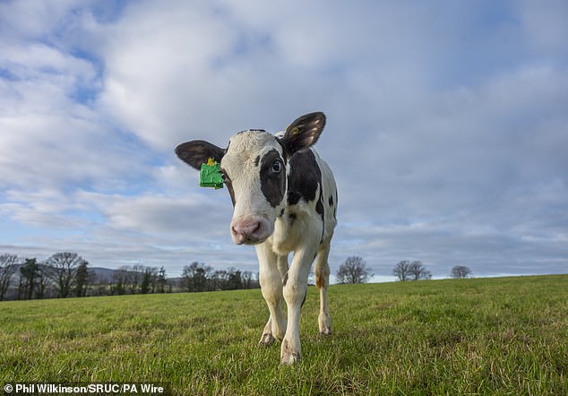 La cría Hilda puede parecerse a cualquier otra vaca del rebaño, pero sus genes han sido modificados para detener la liberación de gases nocivos de efecto invernadero al eructar y al respirar.