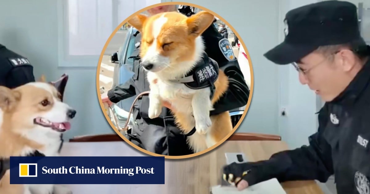 Corgi Police Perro de China, damas de honor musculas: 5 historias de tendencia
