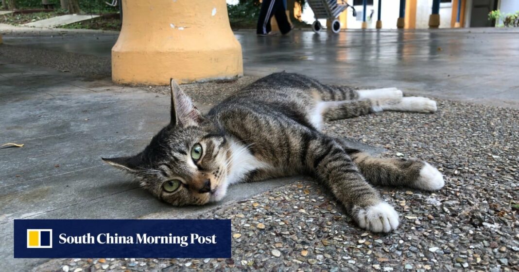 'Cruelidad espantosa': los malayos están indignados por el presunto asesino de gatos en el campus
