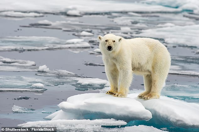 El calentamiento del océano se ha cuadruplicado más que en los últimos 40 años, han revelado los científicos. En la foto: un oso polar en el hielo derretido en el Ártico