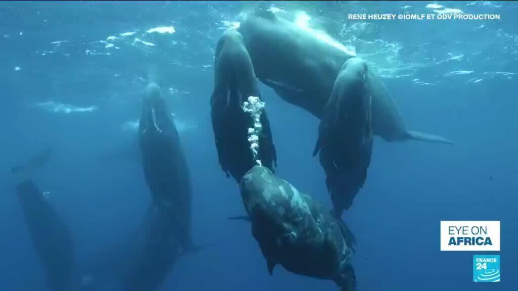 El equipo de investigadores explora los lazos sociales de las ballenas de esperma en Mauricio
