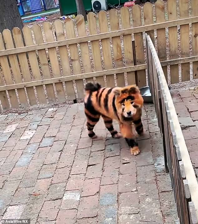 Un zoológico chino ha sido ridiculizado para pintar perros de color naranja y negro para que parezcan tigres