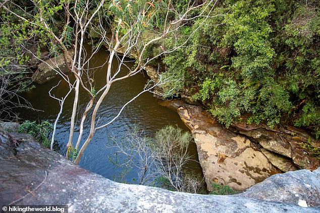 Los servicios de emergencia fueron llamados a una zona de picnic en Duckholes Trail (en la foto), en Terrey Hills, a unos 30 kilómetros al norte de Sydney, alrededor de las 12.30 p. m. del viernes tras los informes del incidente.