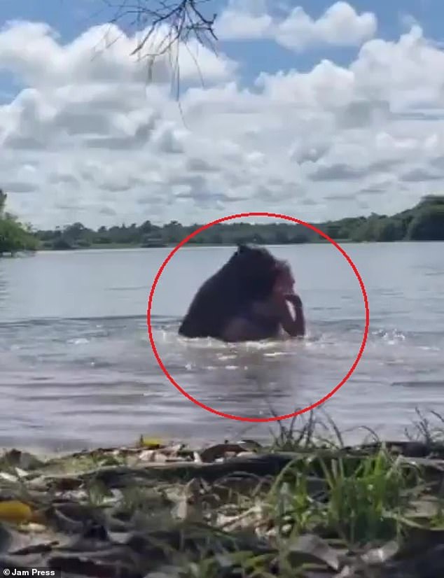 Se ve al carpincho montando a la mujer antes de arrastrarla bajo el agua.