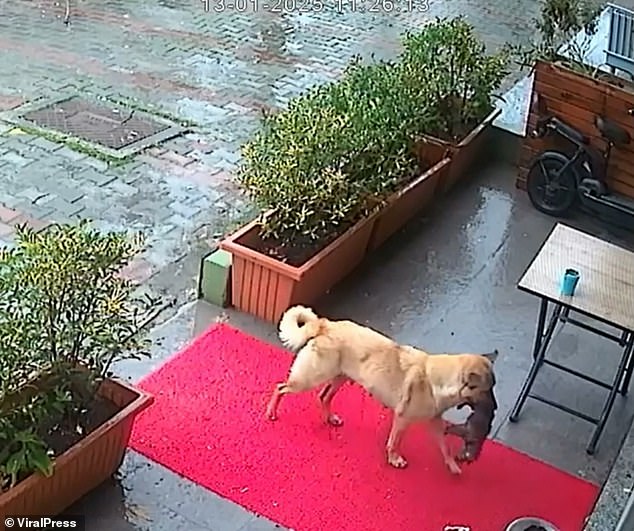 La perra lleva a su cachorro enfermo en la boca bajo la lluvia hasta la puerta del veterinario