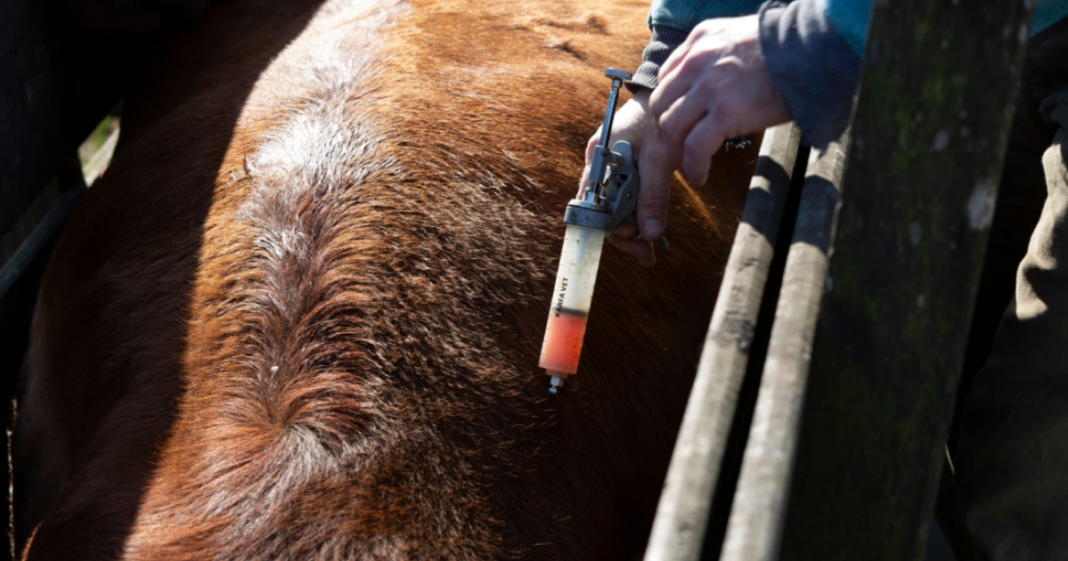 La carne de vacuno alemana está prohibida en el Reino Unido mientras continúa la búsqueda del origen de la fiebre aftosa
