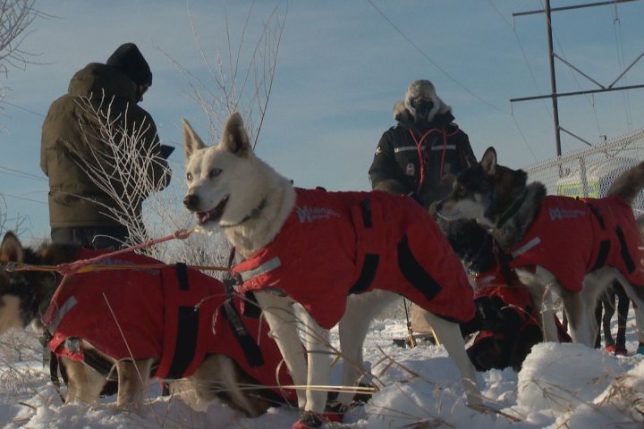 La gente desafía el frío en trineos tirados por perros cerca de Saskatoon
