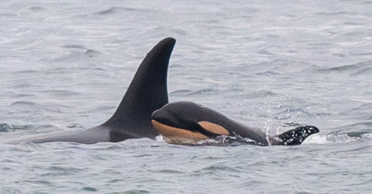 La orca ballena que perdió una cría en 2018 ha perdido otra
