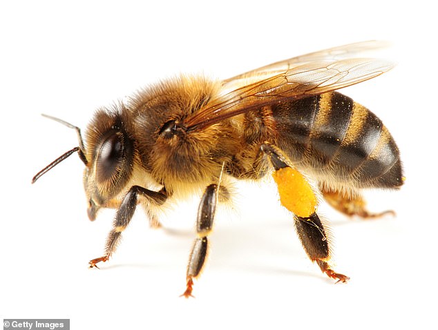 Investigadores de la Universidad Paul Sabatier en Toulouse analizaron las diferencias en el comportamiento de las abejas cuando están solos o con otra abeja (imagen de stock)