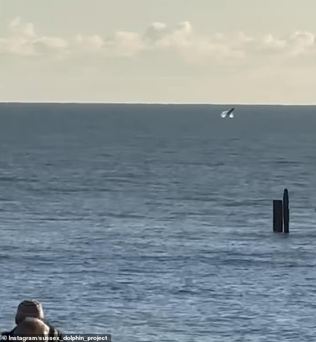 Los fanáticos de la vida silvestre en Sussex han podido disfrutar de un espectáculo increíble durante las primeras semanas del año: las ballenas jorobadas hacen una rara aparición a lo largo de la costa este del Reino Unido. En la imagen: una ballena irrumpe cerca de Hastings el 3 de enero.