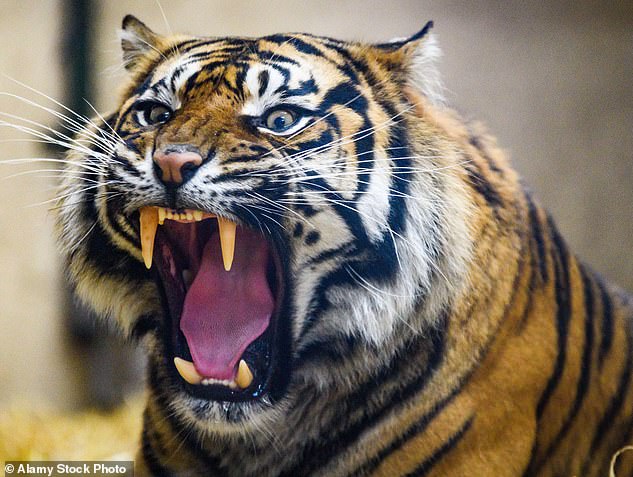 Lucu, un tigre de Sumatra macho de cuatro años cuidado en el Zoológico de Edimburgo