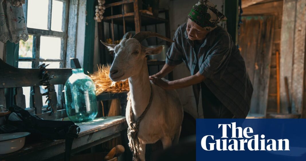 'Los animales pueden sentir el bien y el mal': una película ofrece una nueva perspectiva sobre la guerra en Ucrania
