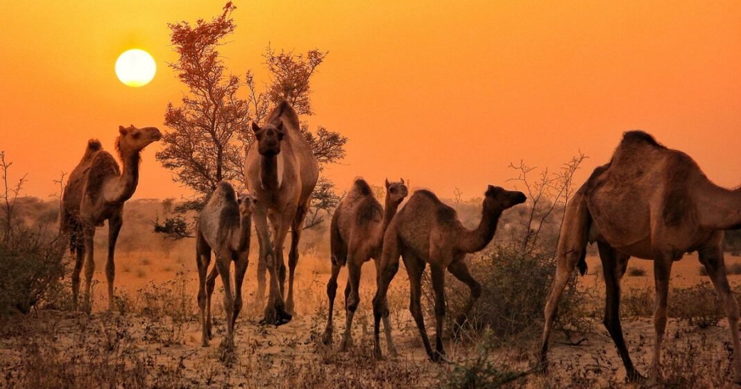 Los camellos desaparecidos de la India: cómo una ley para salvarlos los está aniquilando
